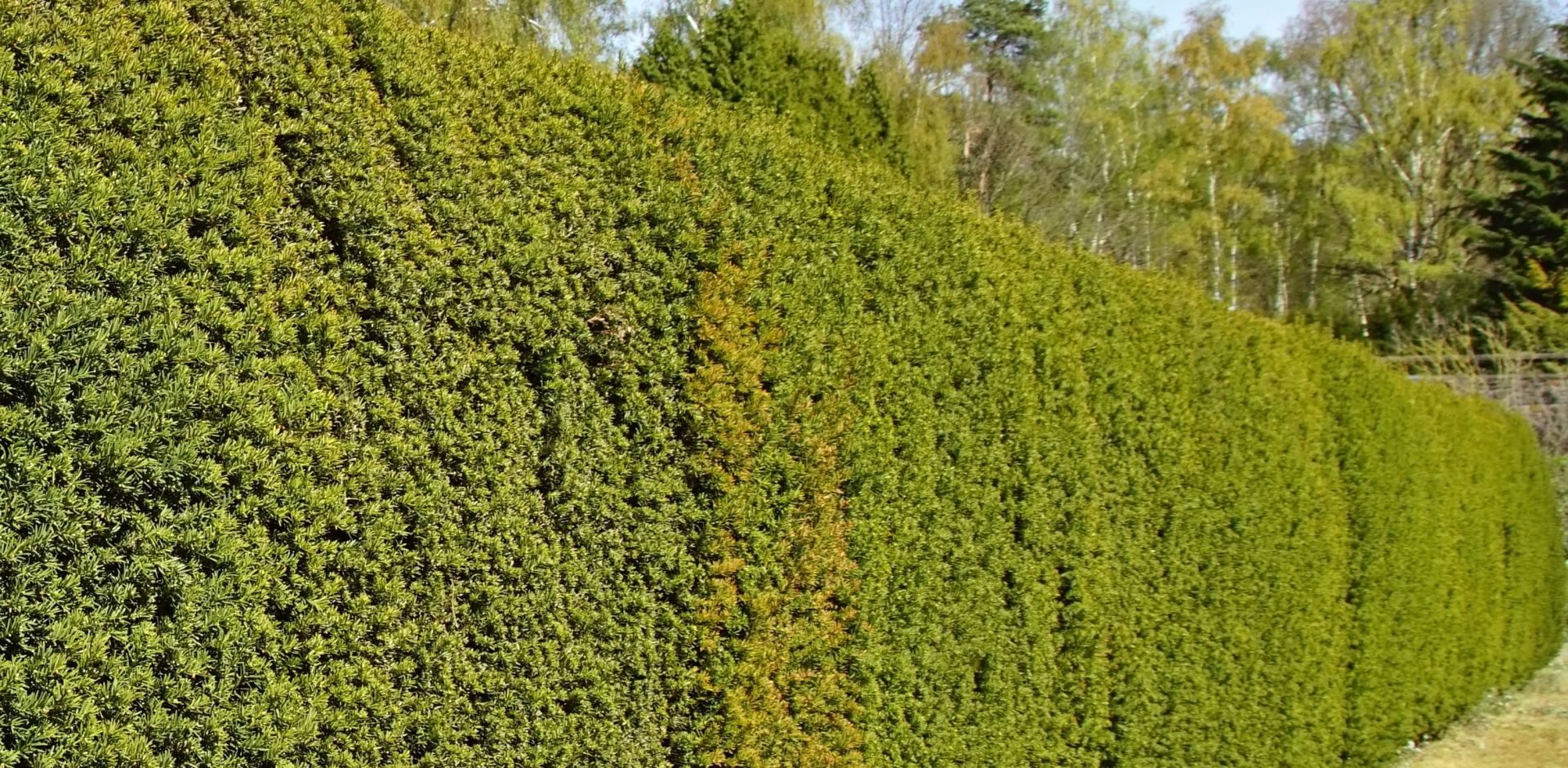 Eibe Taxus baccata » Heckenwelt Baumschule Dießen a. Ammersee